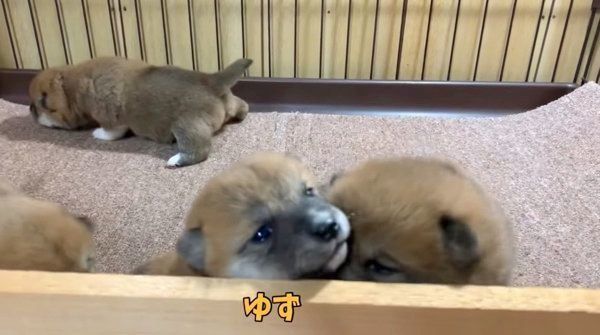 目が開いた茶太郎くん、ゆずちゃん、マツコちゃん、トマトちゃん
