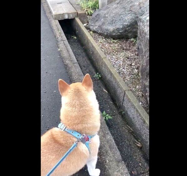 お散歩中にアライグマと遭遇した福丸くん