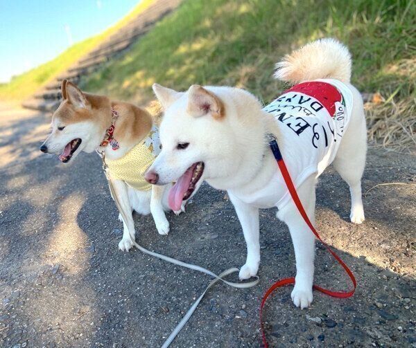 お散歩するたおるくんとモモちゃん