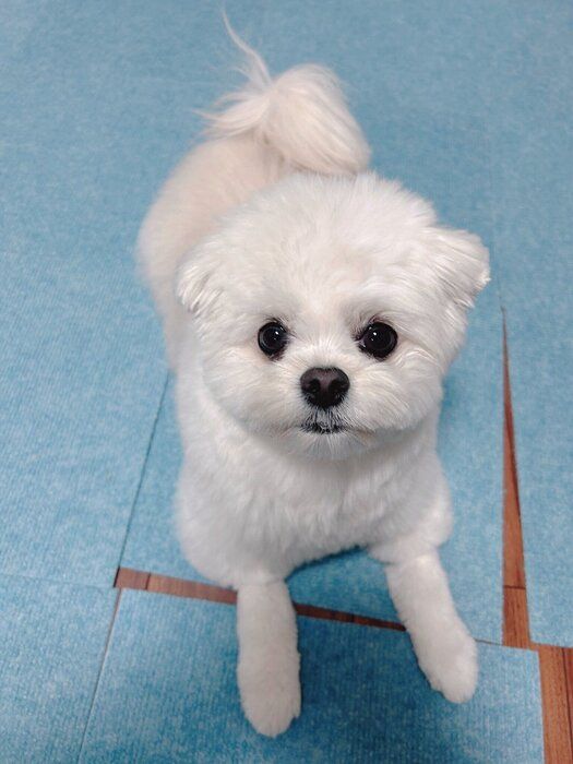 トリミング後の犬