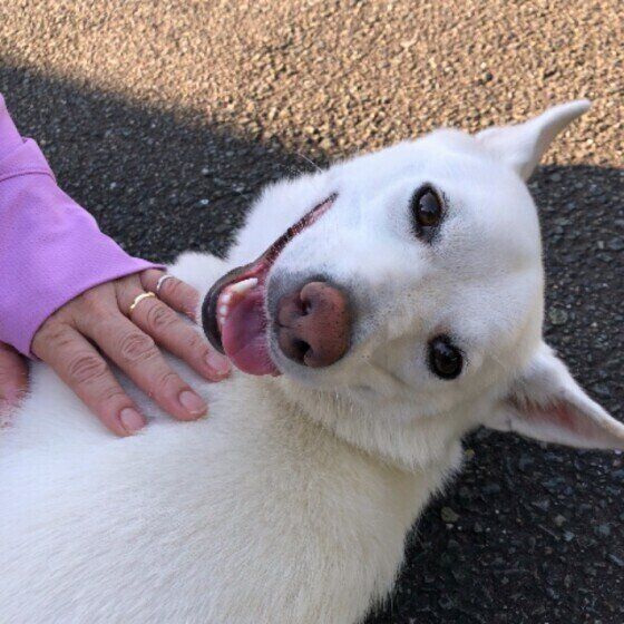 ミックス