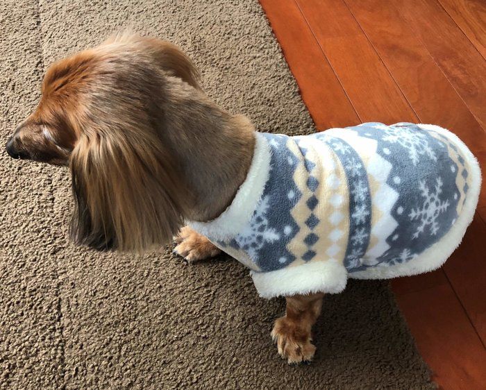 服を着た愛犬