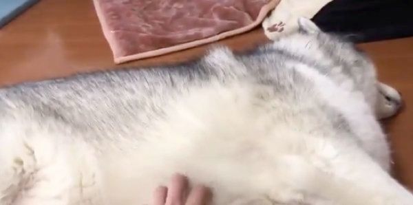 まったりしているアルカちゃん