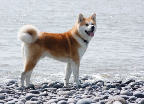 秋田犬