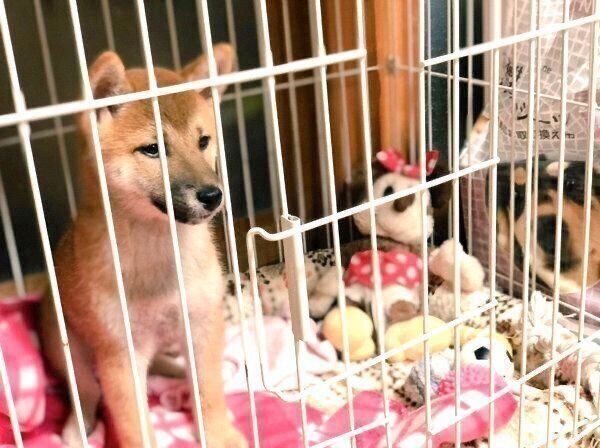 子犬時代のそらくん