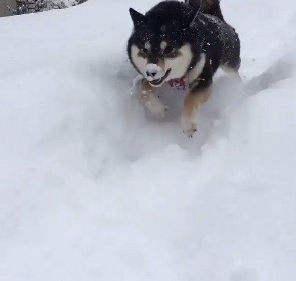 雪の中ではしゃぐ柴犬
