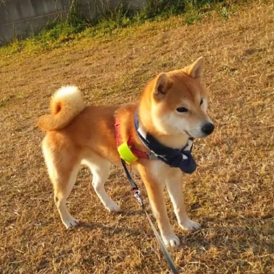 柴