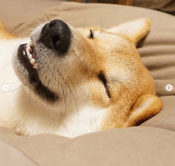 柴犬のひなたちゃん