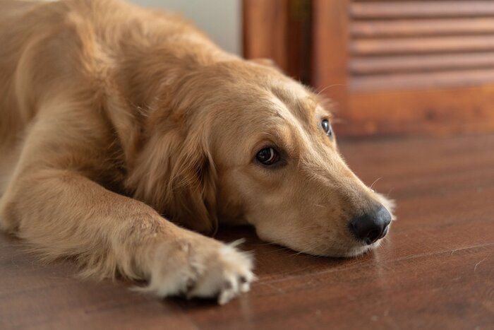 ぺたんとする大型犬