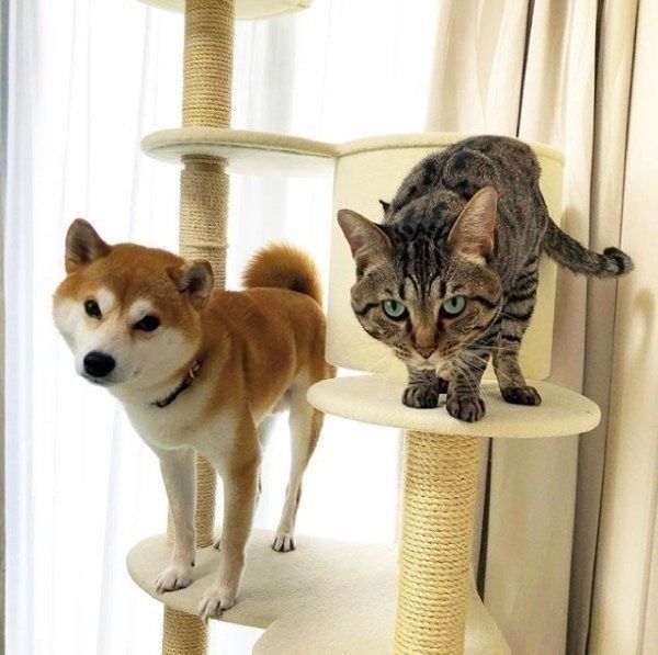 兄弟のように仲良しな「ゆう」くんと「とろ」くん