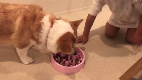 ダイエット中のコーギー
