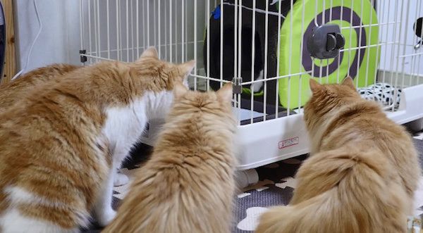 子犬を見つめる猫軍団