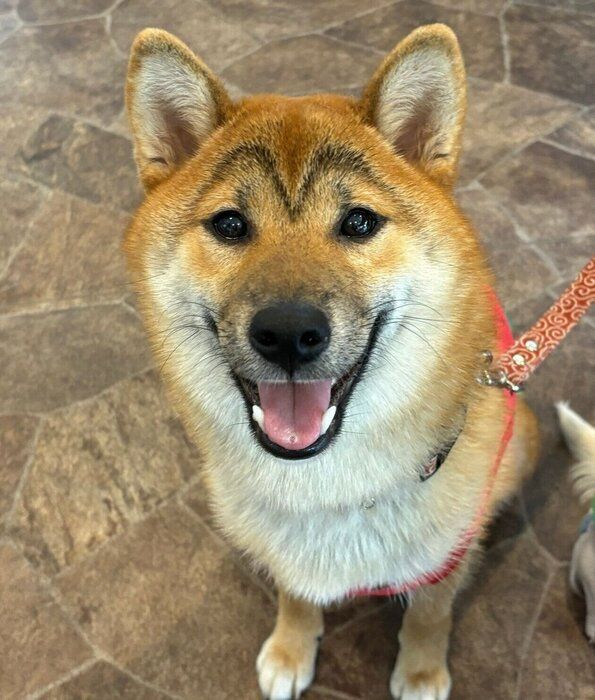 ニッコニコな柴子ちゃん