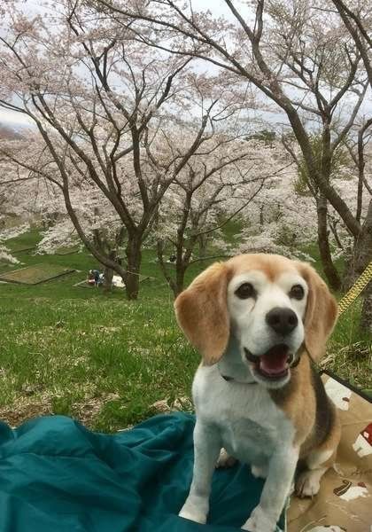 笑顔のわんこ