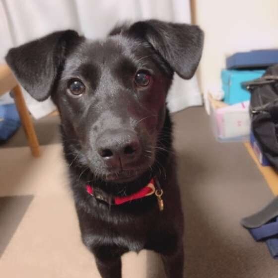 見つめる犬