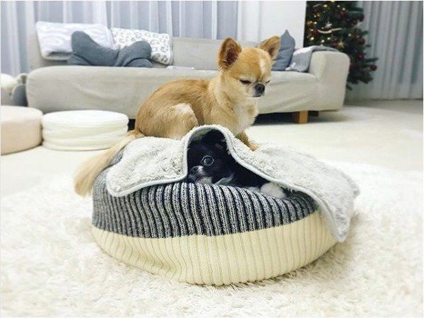 チワワ