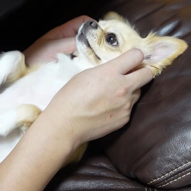 パパさんとスキンシップ中なみるくちゃん