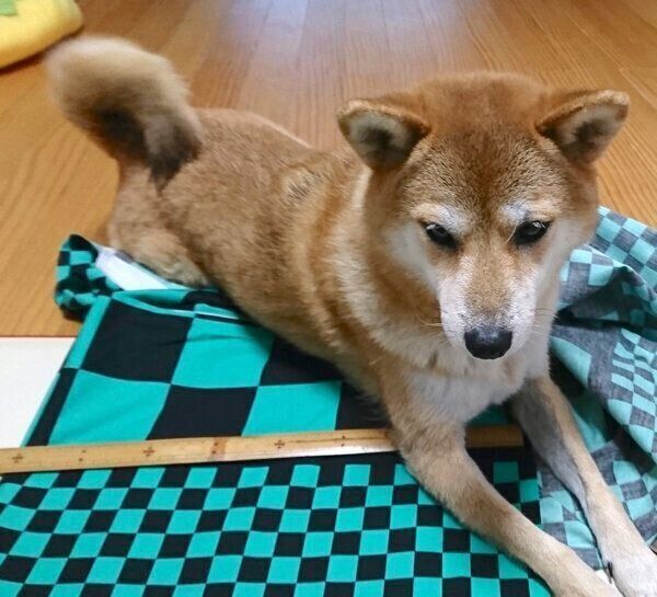 布の上でくつろぐなつさん