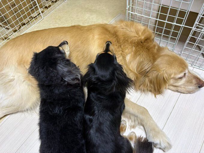 仲良く一緒に眠るゴールデンレトリーバー、ダックスフンド