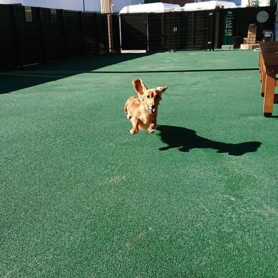 走る犬(ミニチュア・ダックスフンド)