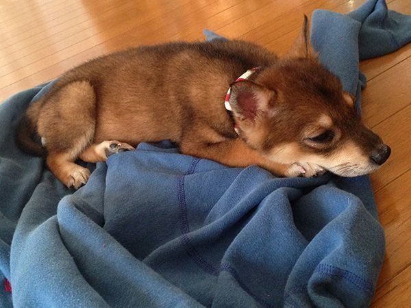 ひかりちゃん
