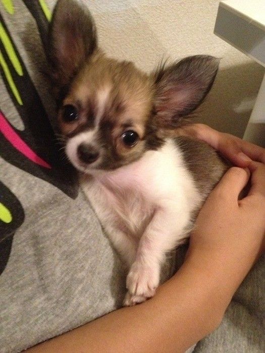 保護犬