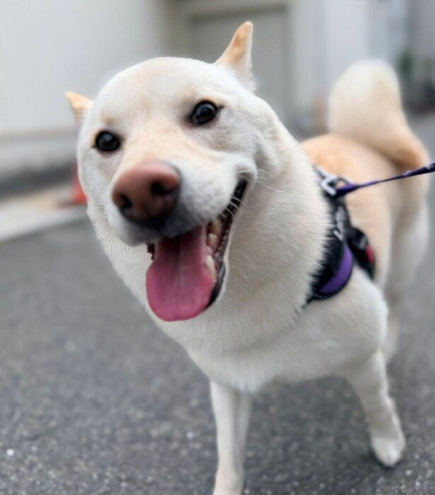 楽しそうならてくん