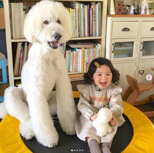 スタンダード・プードルのりくちゃんと、女の子・まめちゃん