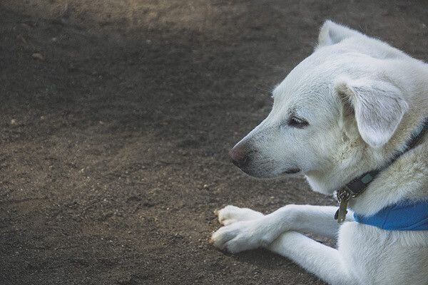 待たされる犬