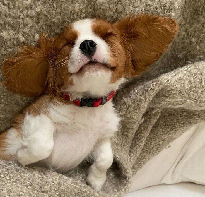 “ヘソ天”姿が愛くるしいキャバリアの子犬→3才の現在、「かわいい・やさしい・たのしい」の3拍子そろったコに成長！