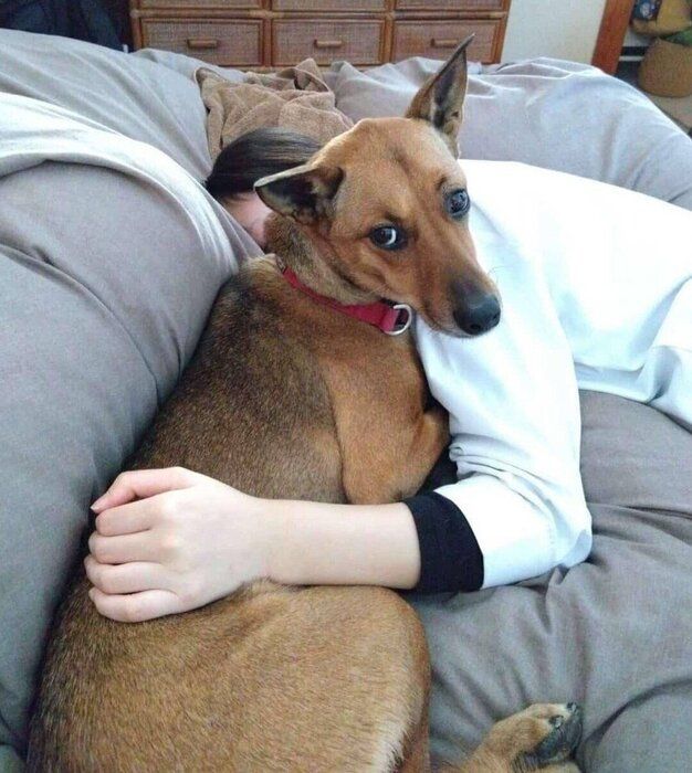 飼い主さんにべったりなハロちゃん