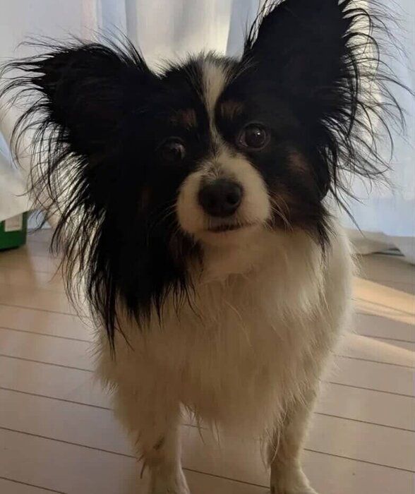 お迎えされたばかりのパピヨン