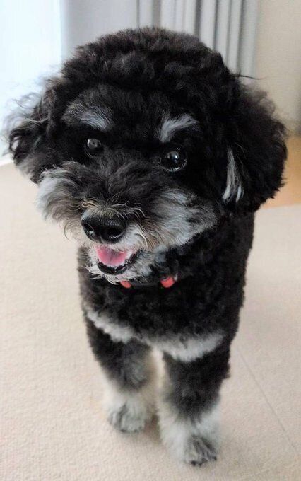 笑顔がかわいいトイ・プードル