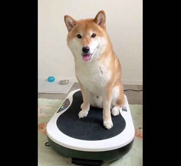 ダイエット器具に乗るぽてとくん