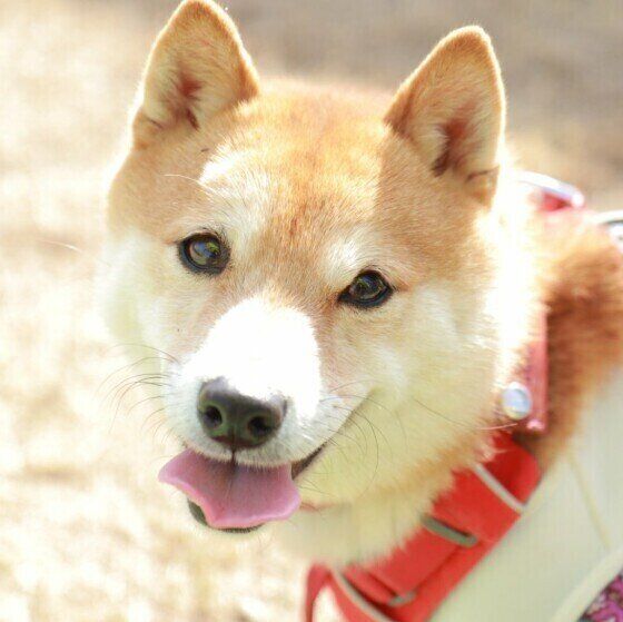 笑顔がかわいい柴犬