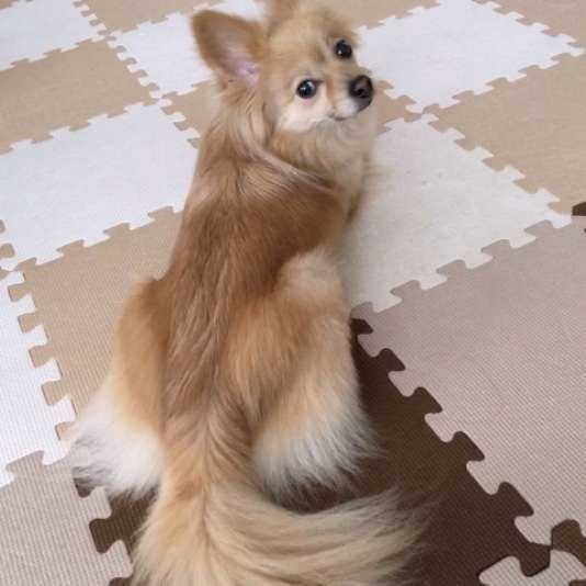 ミックス