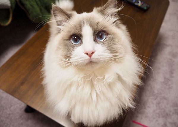 見つめる猫