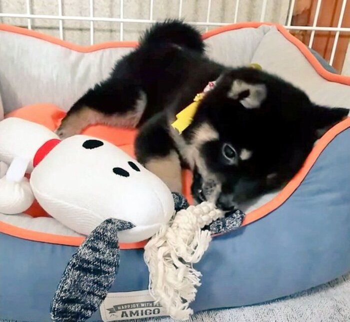 子犬時代のこはるちゃん
