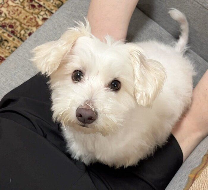 甘えたような表情で飼い主さんを見つめるロキくん