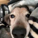 獣医師監修 老犬の夜泣き 夜鳴き 原因と対策 予防 実際の体験談も いぬのきもちweb Magazine 獣医師監修 老犬の夜泣き 夜鳴き 原因と対策 予防 実際の体験談も いぬのきもちweb Magazine