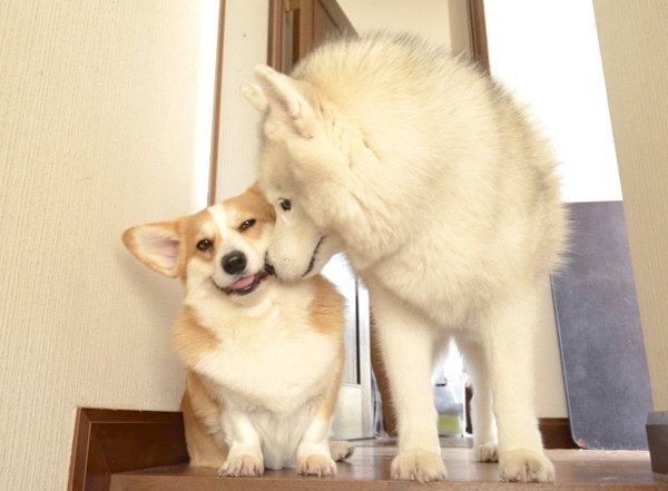 寄り添うキャリーちゃんとムギちゃん