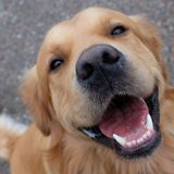 皮膚の色が変わった 犬に シミ ができる理由を獣医師が解説 いぬのきもちweb Magazine 皮膚の色が変わった 犬に シミ ができる理由を獣医師が解説 いぬのきもちweb Magazine