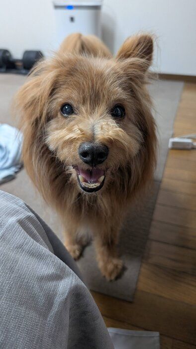 えへっていう顔の犬
