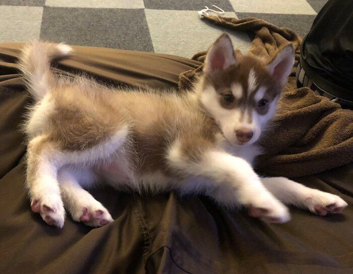 あどけない表情で「ゴハン」に反応した生後2カ月のハスキー子犬→3年後、凛々しい見た目の“お姉ちゃん”に成長！