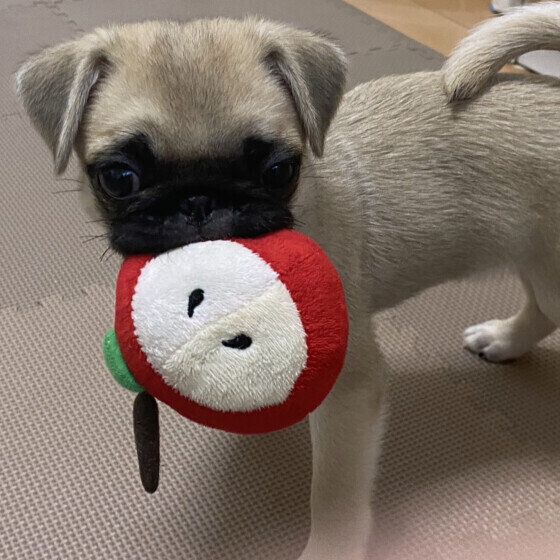 りんごのおもちゃで遊ぶワンちゃん