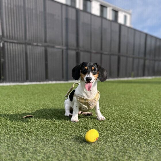 笑顔のミニチュア・ダックスフンド
