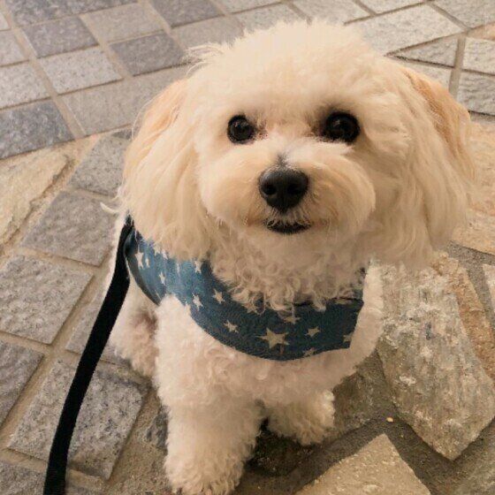 ミックス犬
