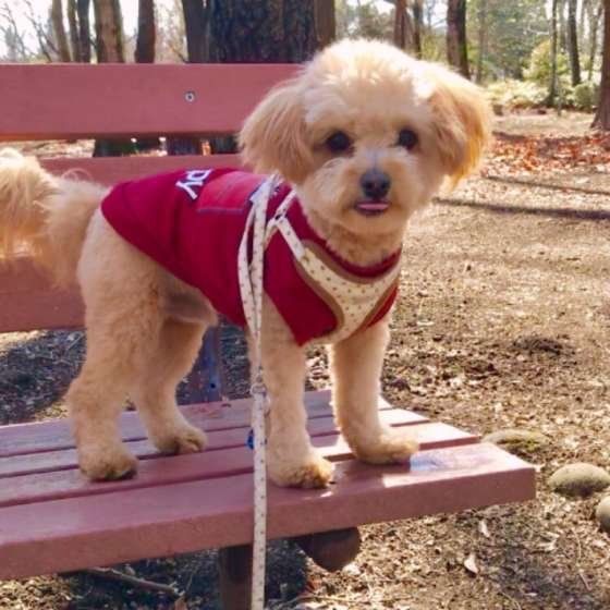 お散歩する犬