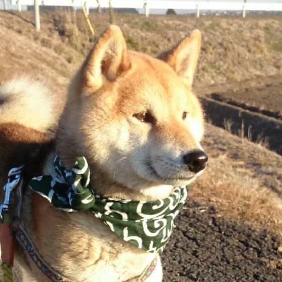 見つめる柴犬