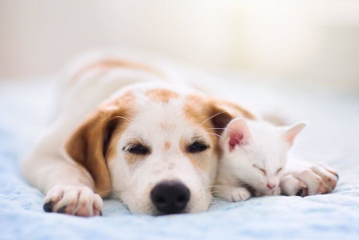 猫と犬の寝。子犬と子猫の睡眠。